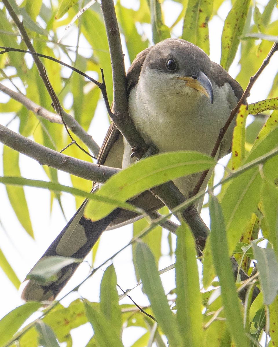 Yellow-billed Cuckoo - ML639780308