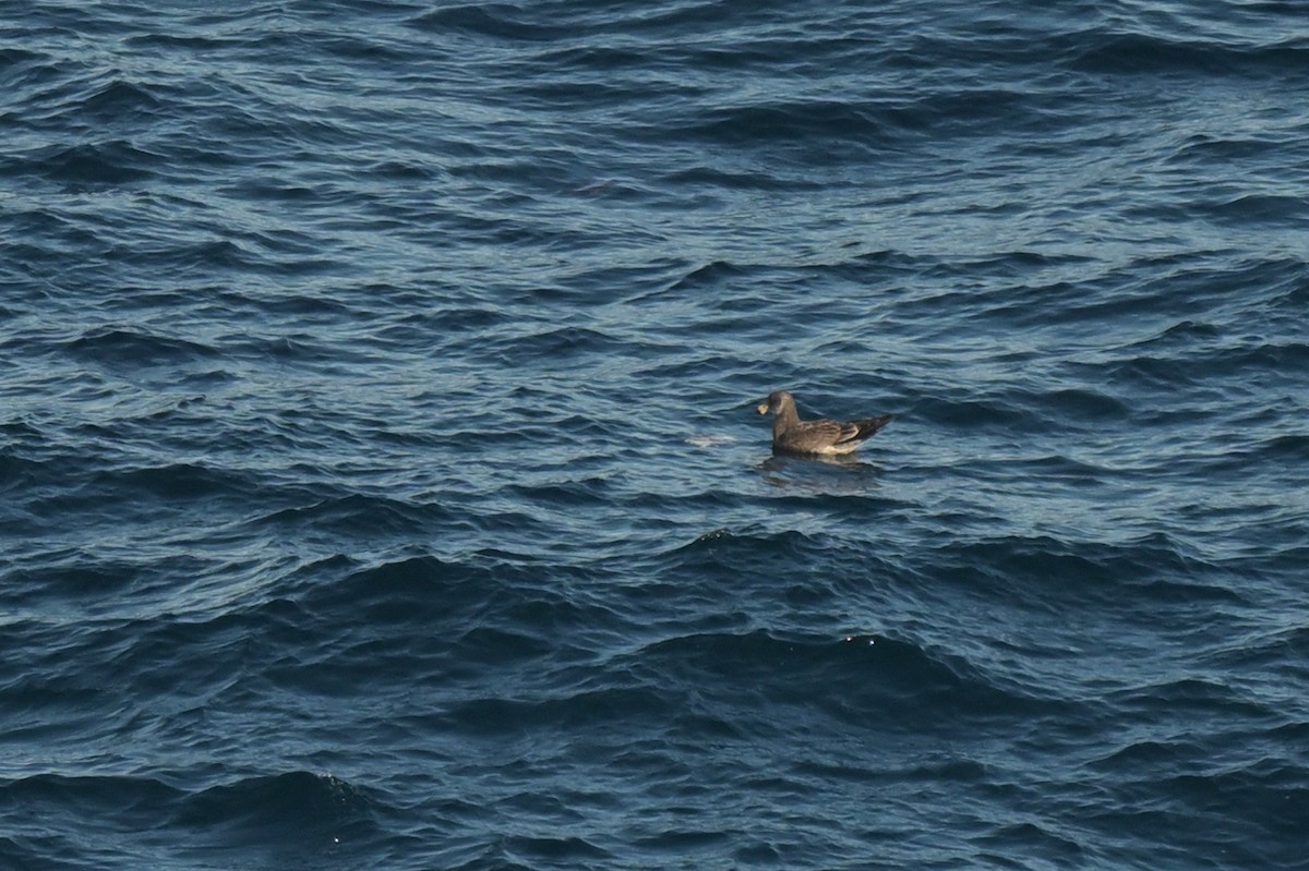 Pacific Gull - ML639780325