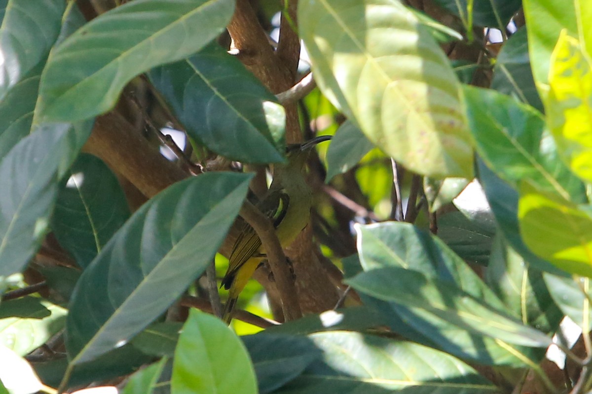 Thick-billed Spiderhunter - ML639780376