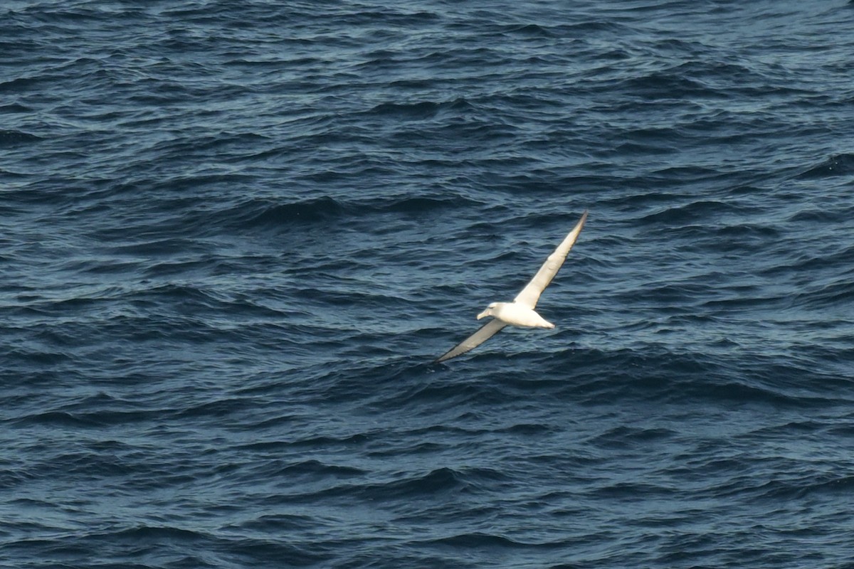 White-capped Albatross - ML639780378