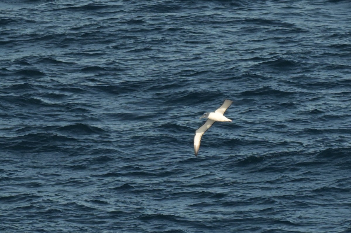 White-capped Albatross - ML639780391