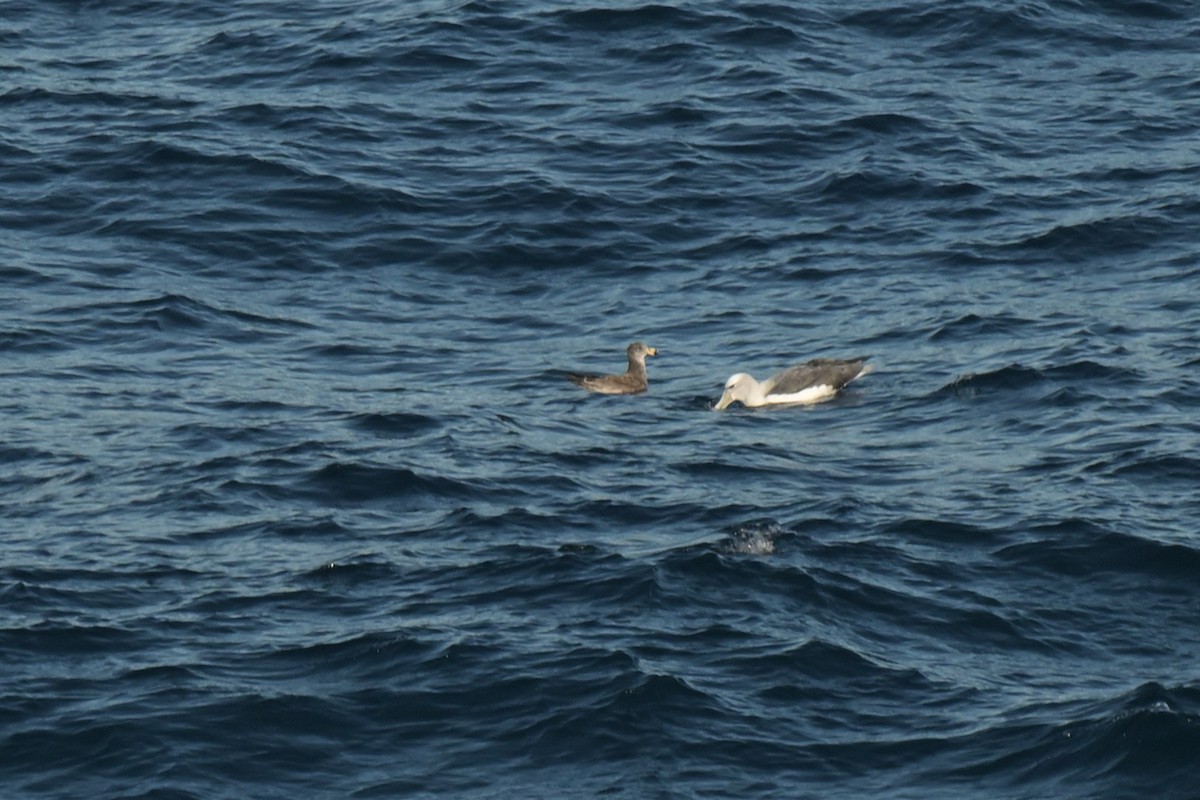 White-capped Albatross - ML639780392