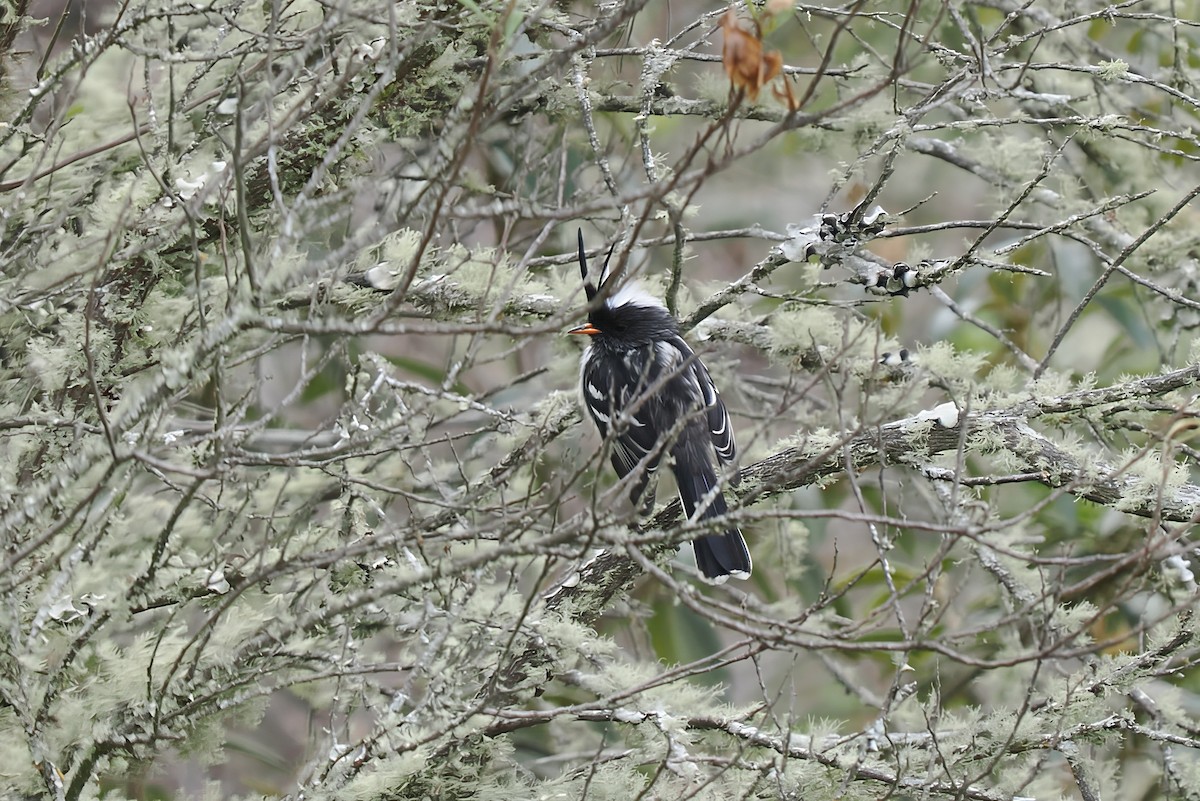Black-crested Tit-Tyrant - ML639780393