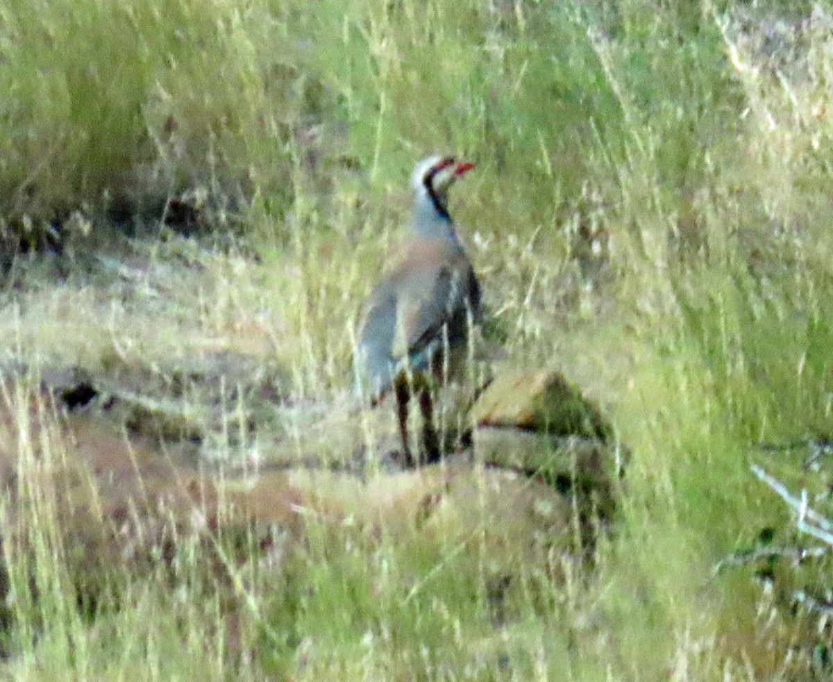 Хахилаг - ML639780402