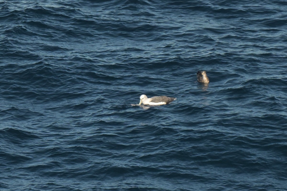 White-capped Albatross - ML639780426
