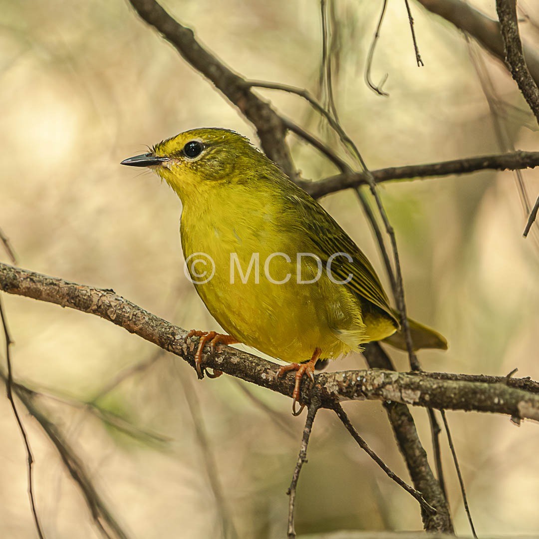eBird Checklist - 3 Aug 2025 - El Paso Ghisla--Casa de Pablo y ...