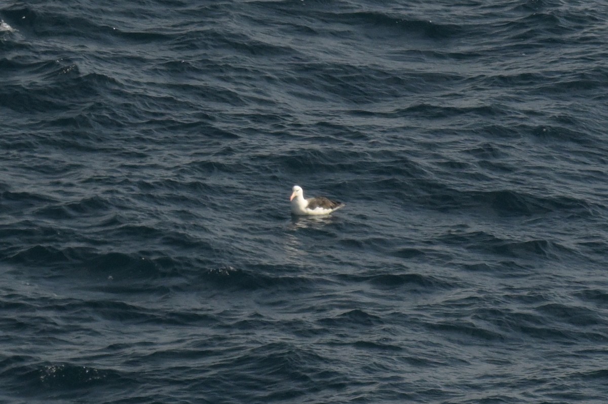 Black-browed Albatross - ML639780454