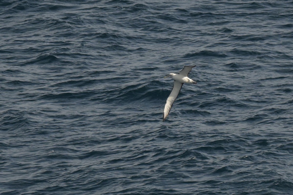 White-capped Albatross - ML639780465