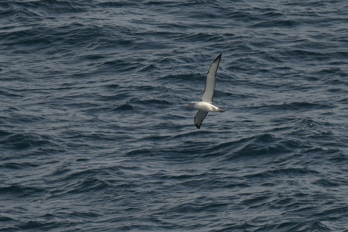 White-capped Albatross - ML639780466
