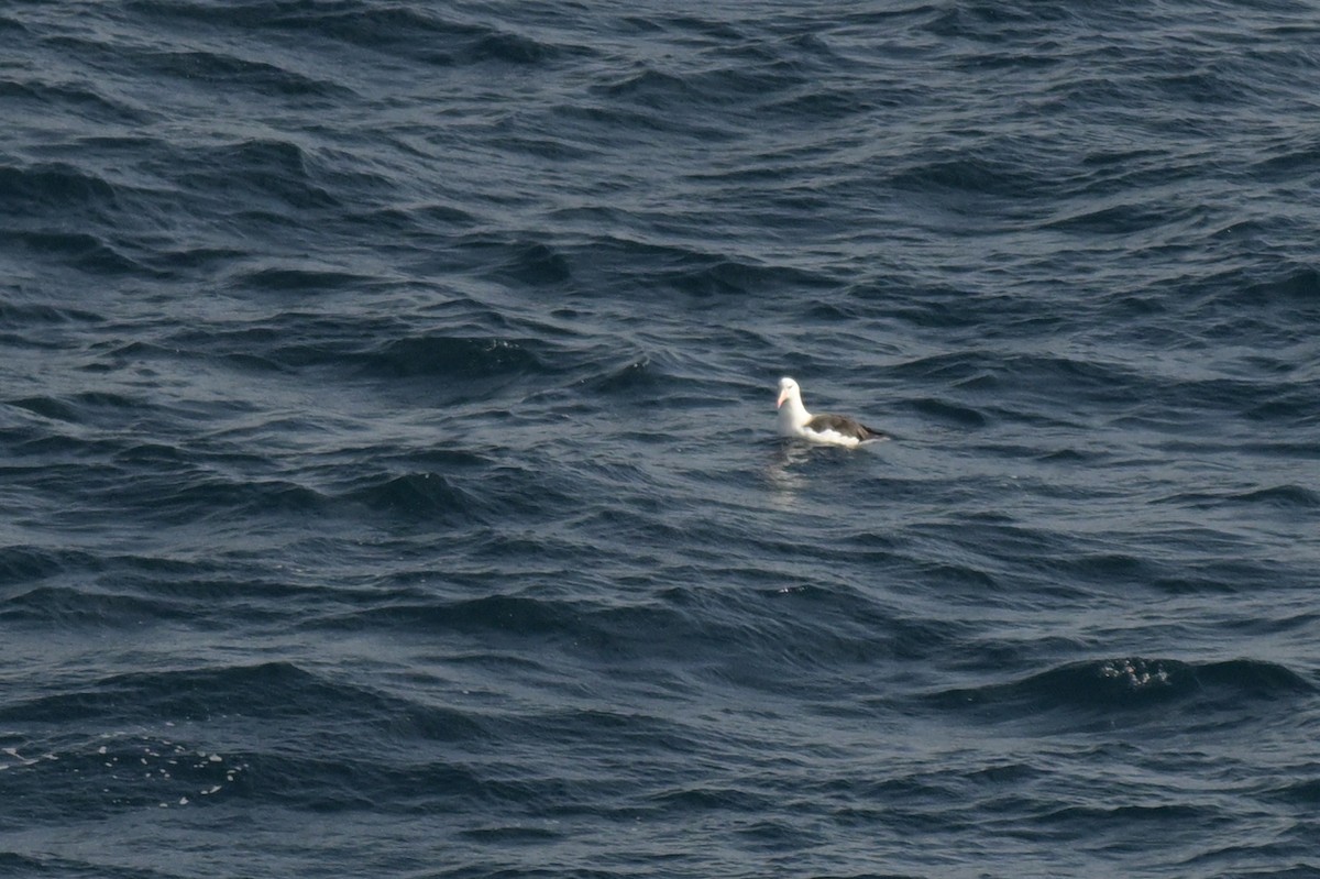 Black-browed Albatross - ML639780479