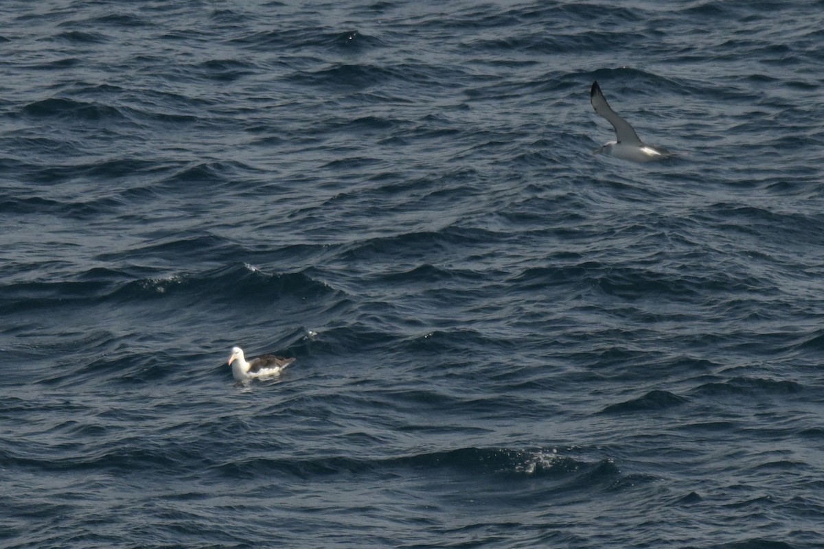 Black-browed Albatross - ML639780492