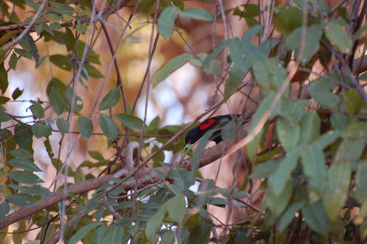 Red-shouldered Cuckooshrike - ML639780498