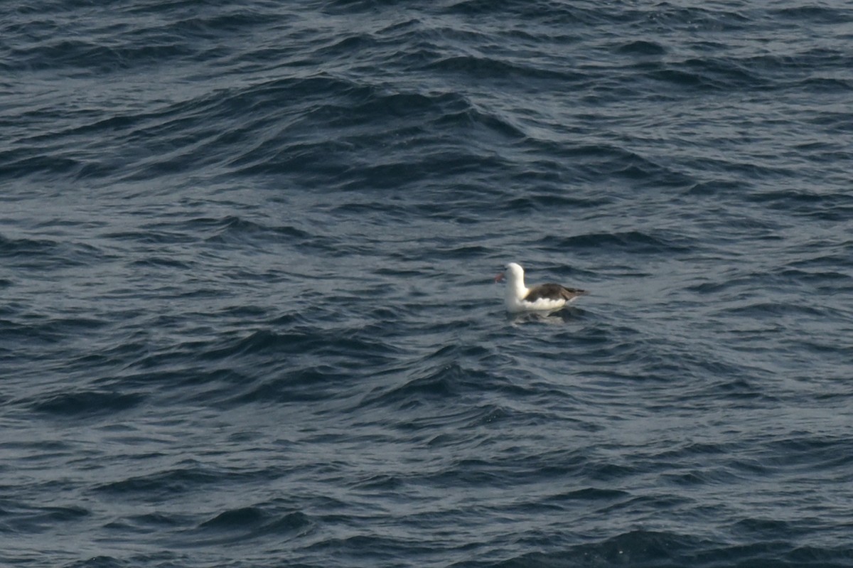 Black-browed Albatross - ML639780504