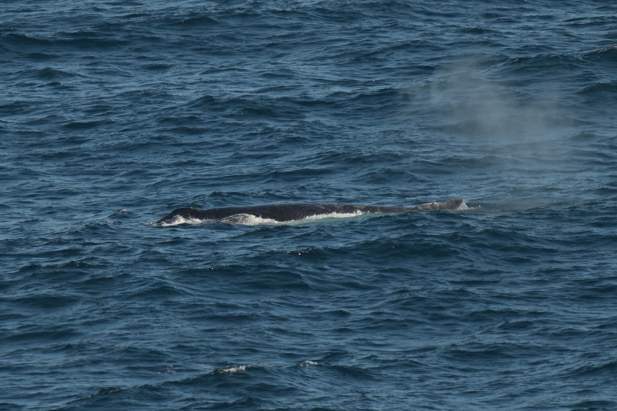 Southern Humpback Whale - ML639780540