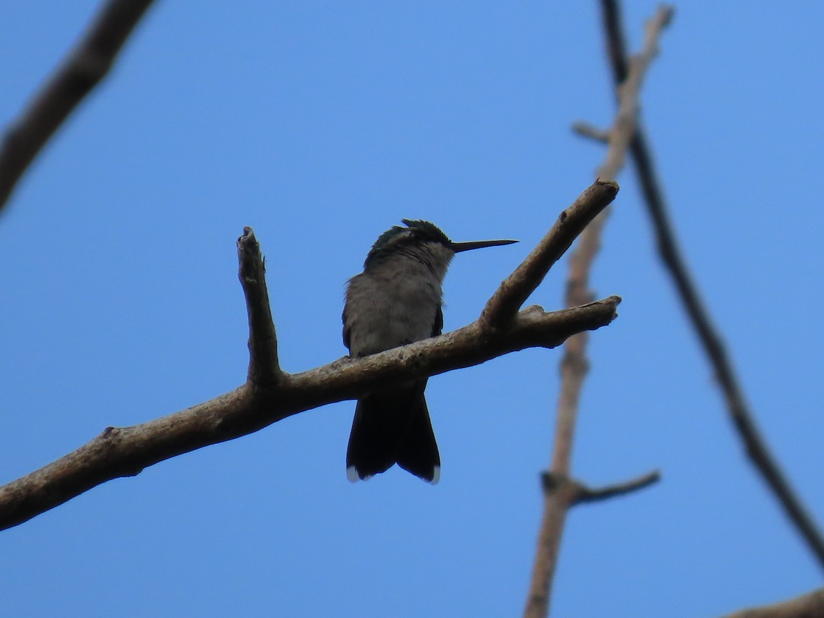 Red-billed Emerald - ML639780541