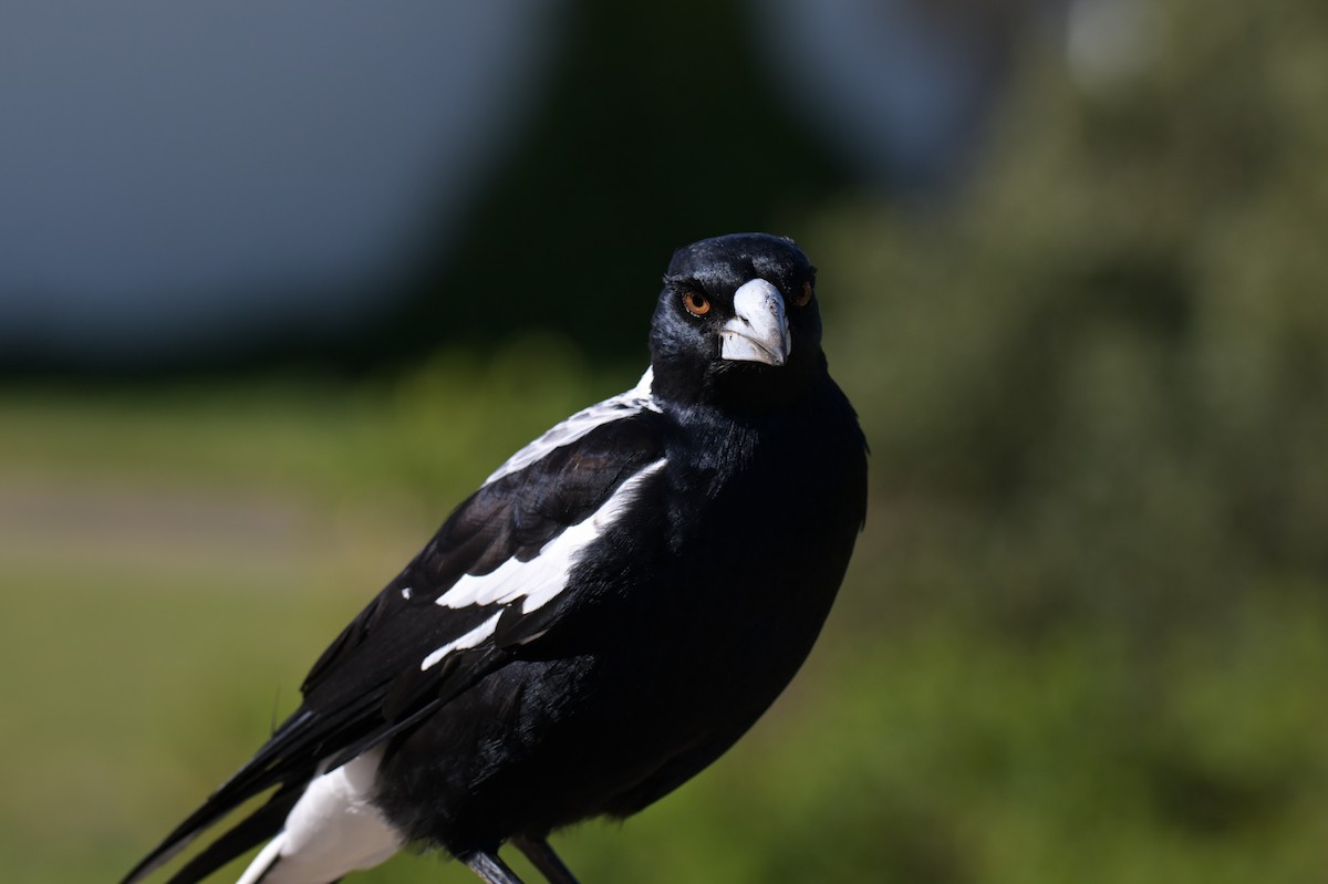 Australian Magpie - ML639780545