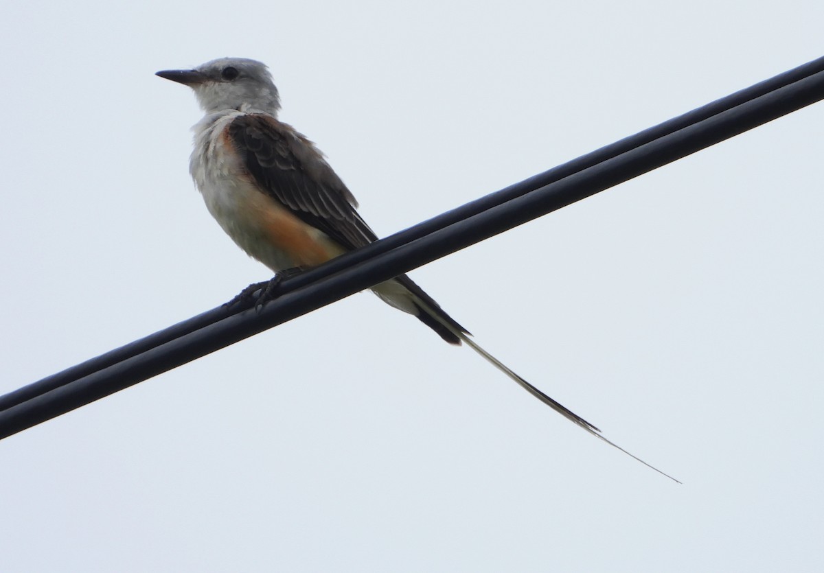 Scissor-tailed Flycatcher - ML639780552