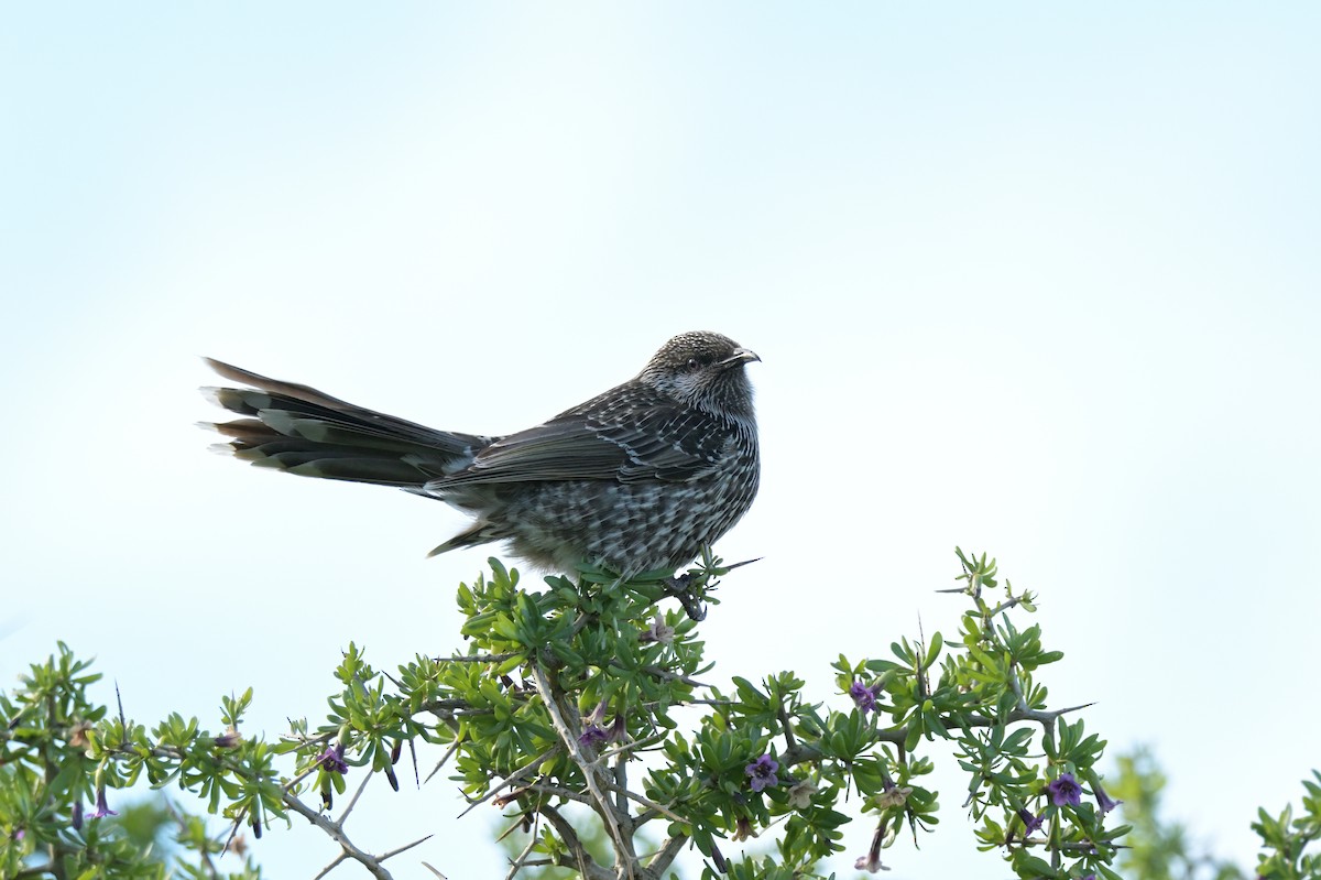 Little Wattlebird - ML639780561