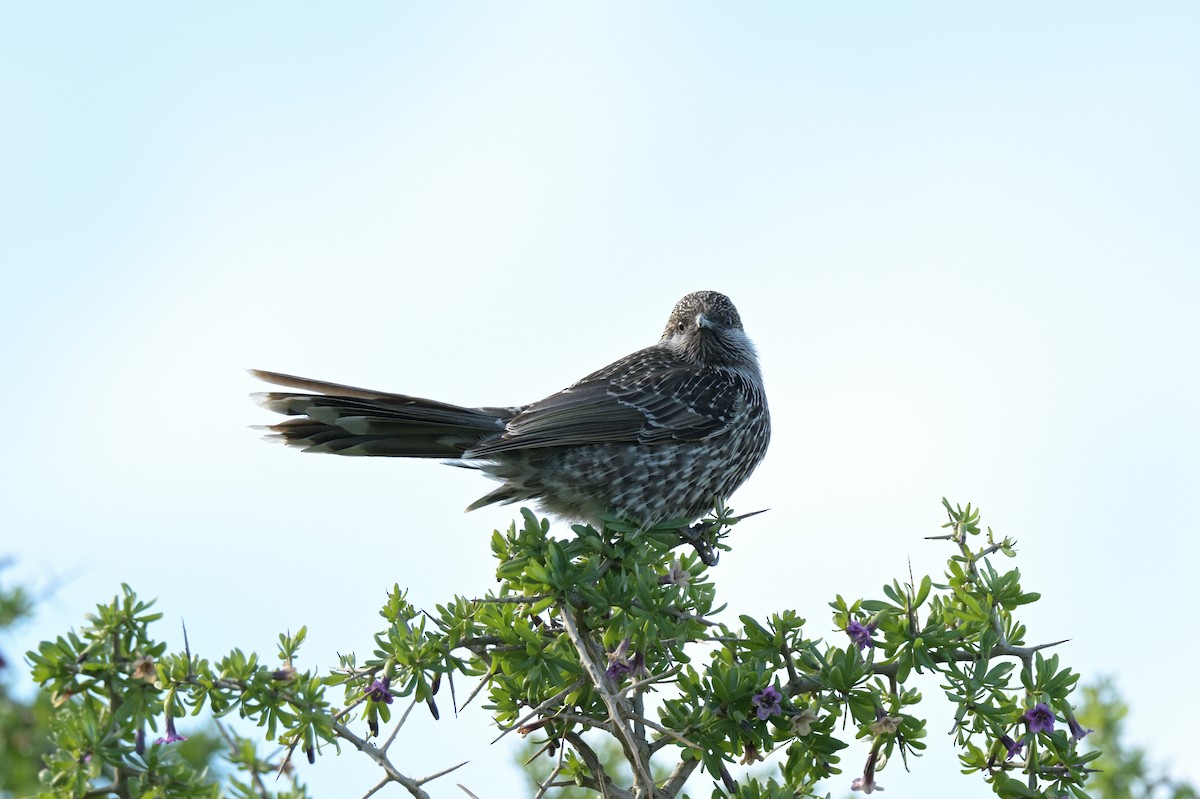 Little Wattlebird - ML639780565
