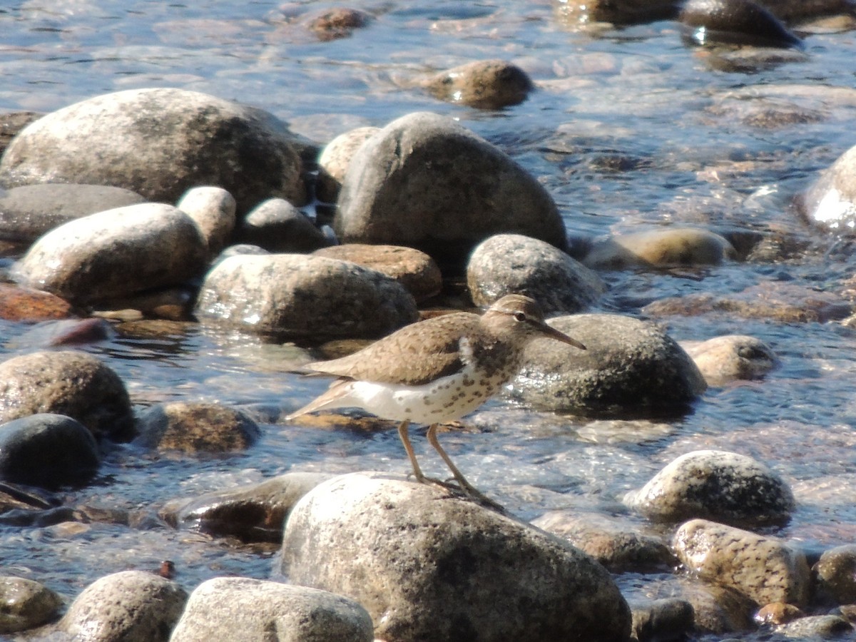 Spotted Sandpiper - ML639780584