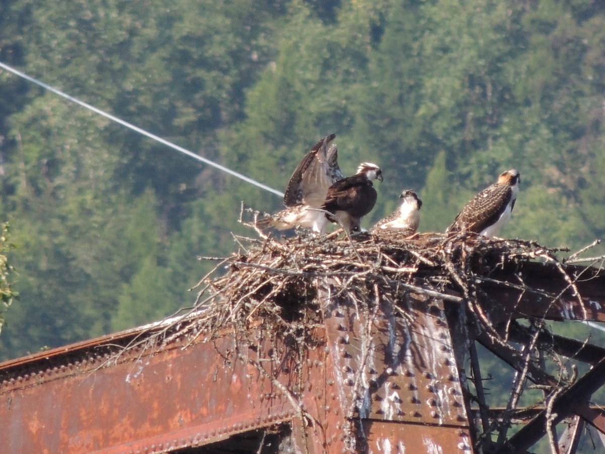 Osprey - ML639780598