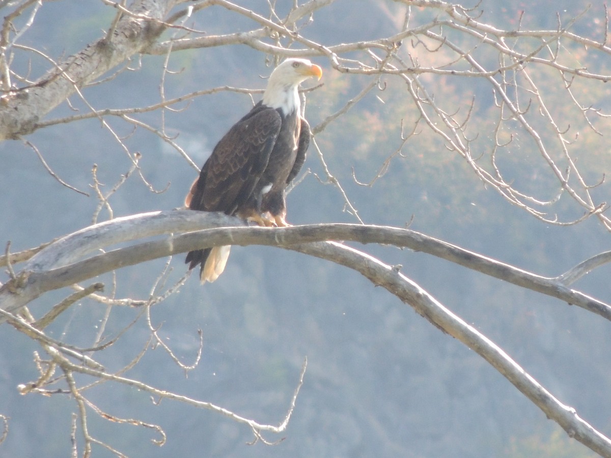 Bald Eagle - ML639780604