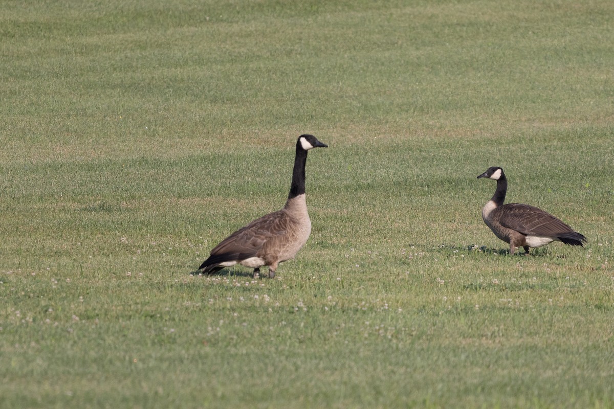 Branta kanadar handia - ML639780615