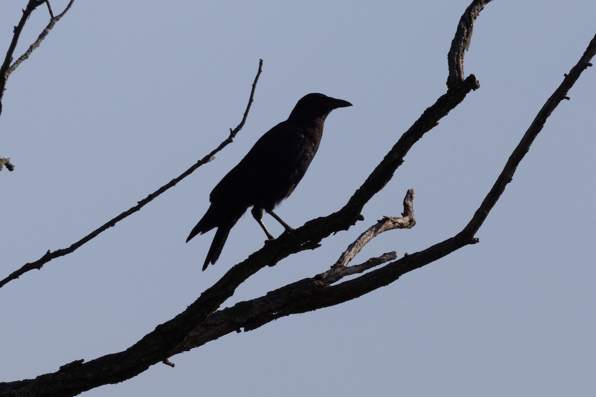 American Crow - ML639780633