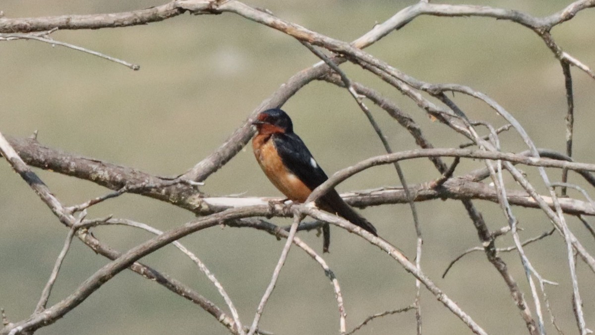 Barn Swallow - ML639780668