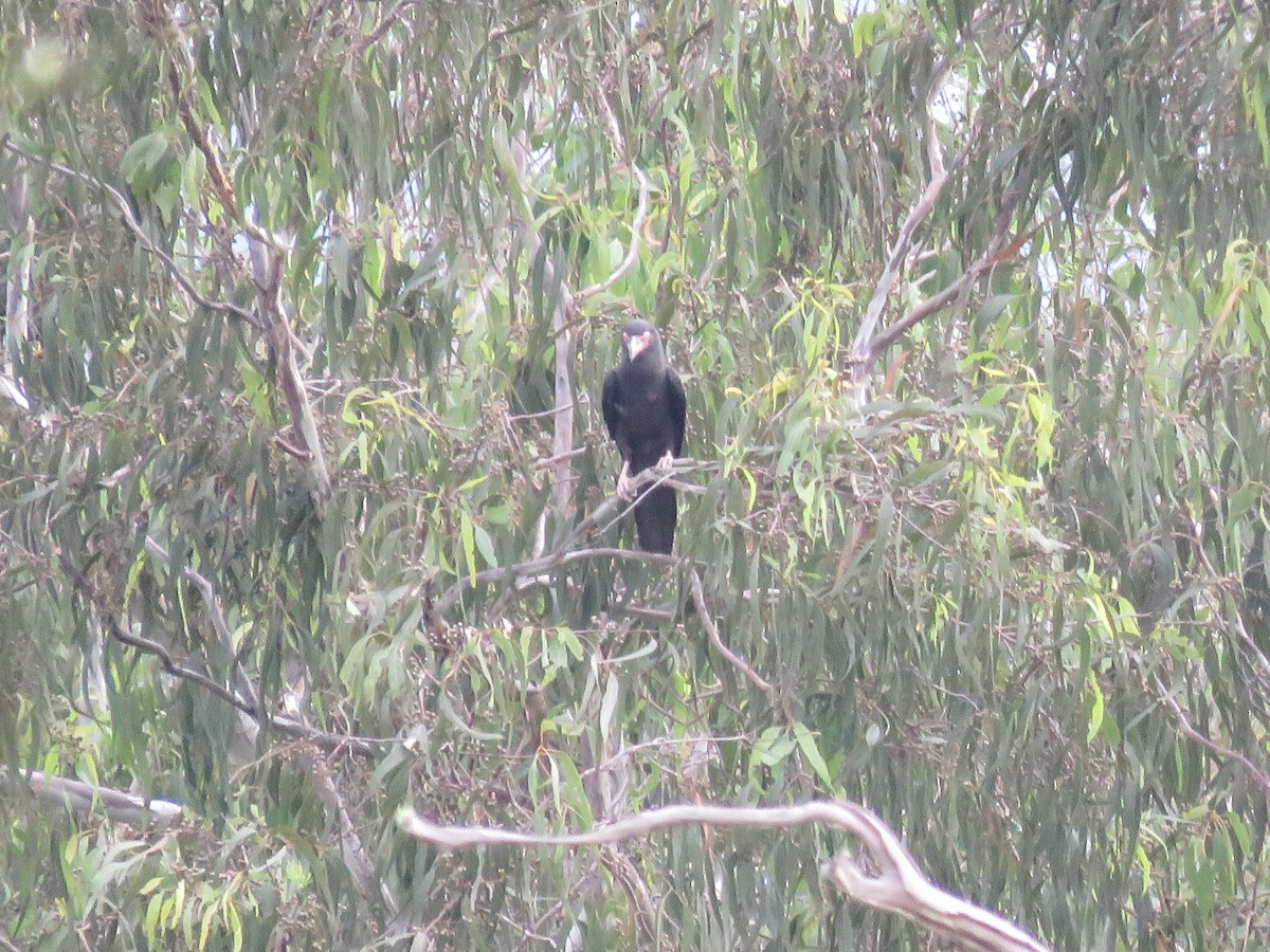 Gray Crow - ML639780790