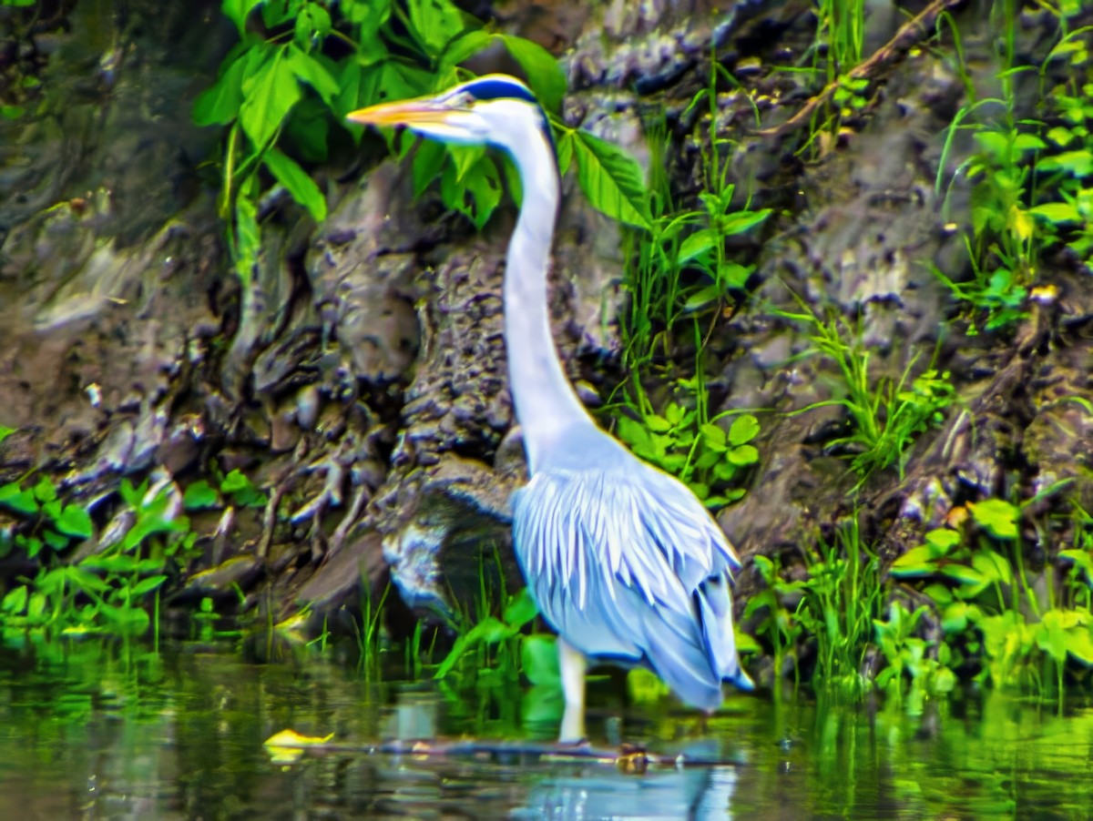 Gray Heron (Gray) - ML639780808