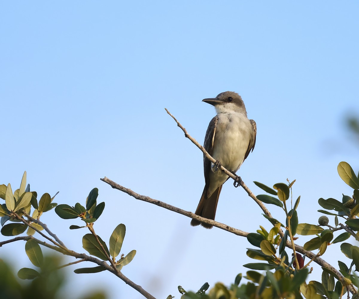 eBird Checklist - 3 Aug 2025 - West Atlantic Avenue & South Military ...