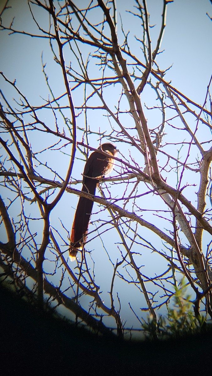 Common Squirrel-Cuckoo - ML639780843