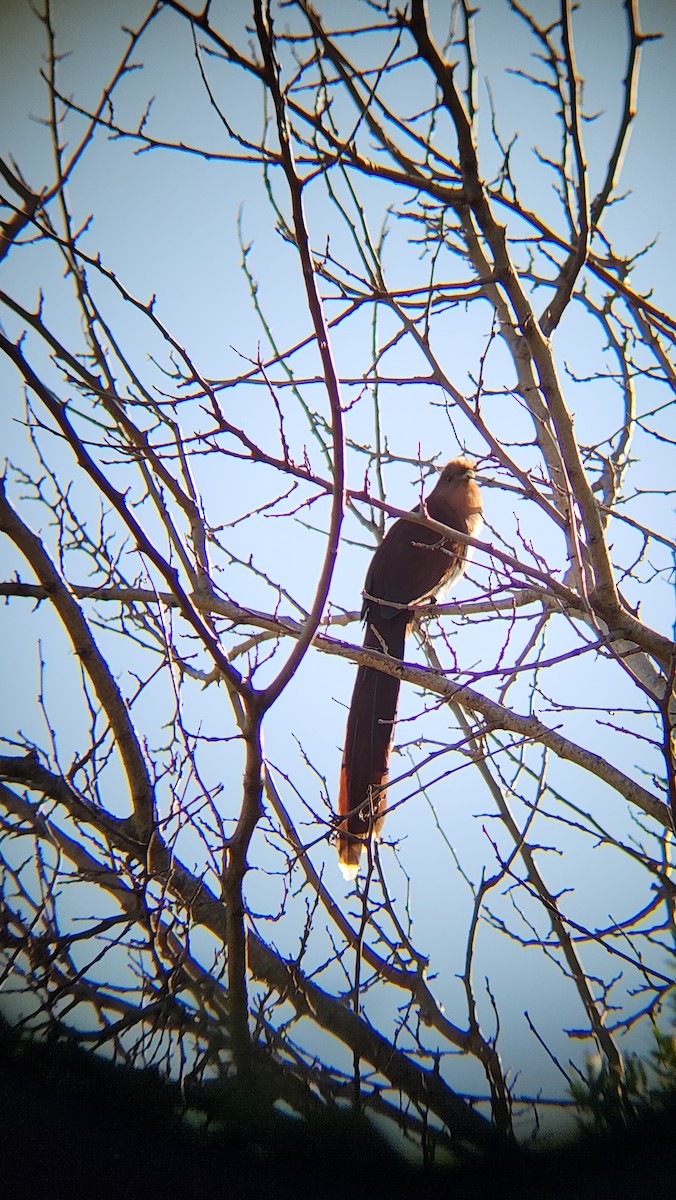 Common Squirrel-Cuckoo - ML639780844