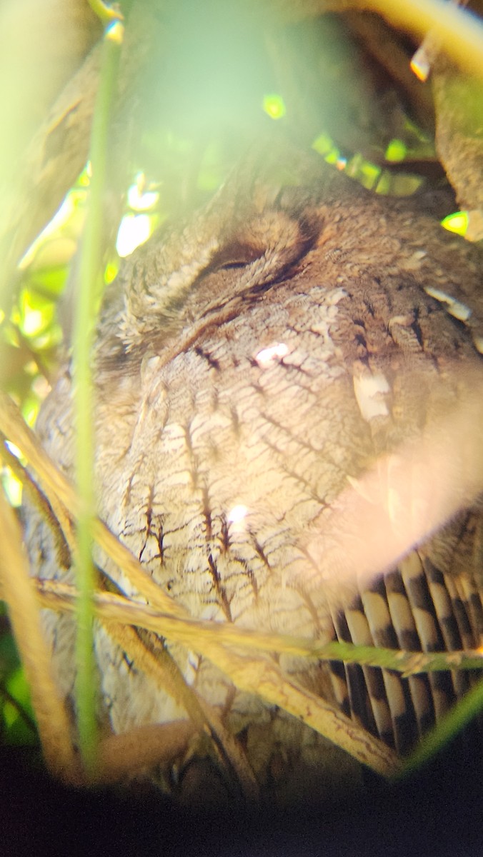 Tropical Screech-Owl - ML639780986