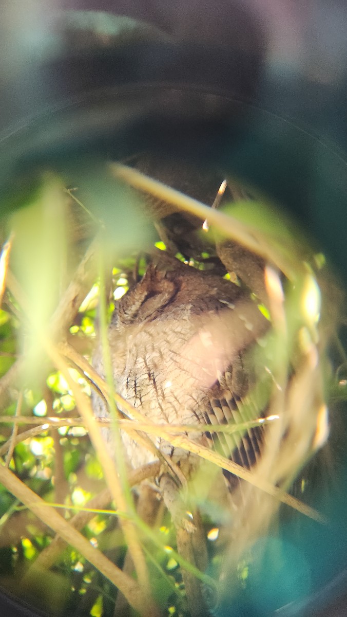 Tropical Screech-Owl - ML639780987