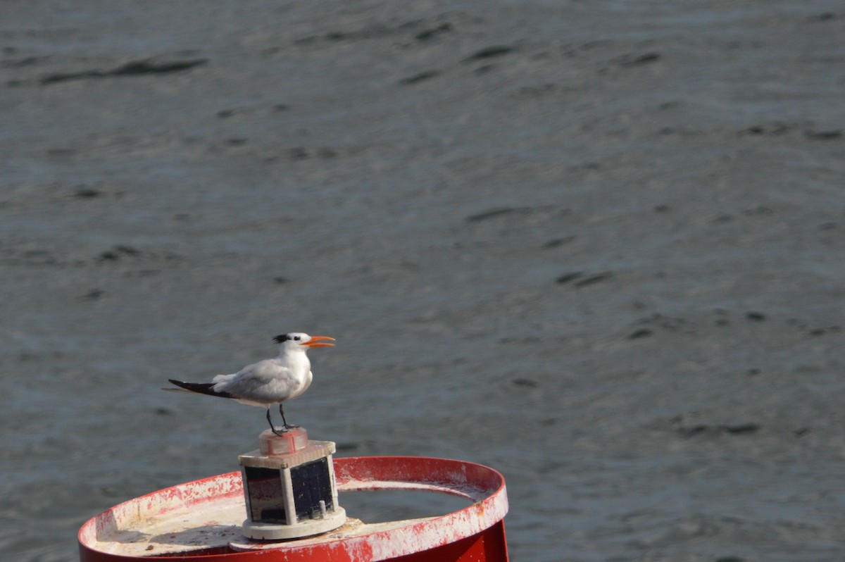 Royal Tern - ML639781008