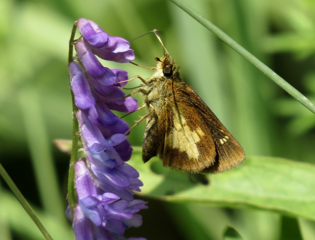 Mulberry Wing - ML639781016