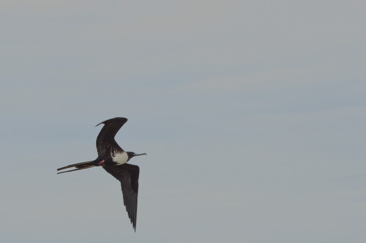 Magnificent Frigatebird - ML639781019