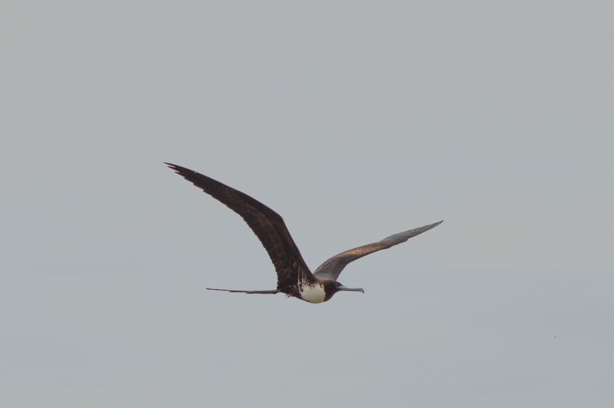 Magnificent Frigatebird - ML639781020