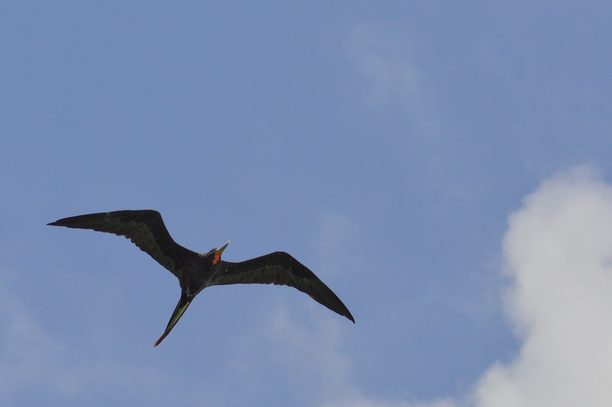 Magnificent Frigatebird - ML639781021