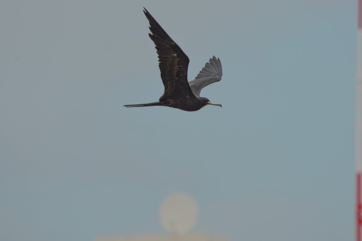 Magnificent Frigatebird - ML639781022