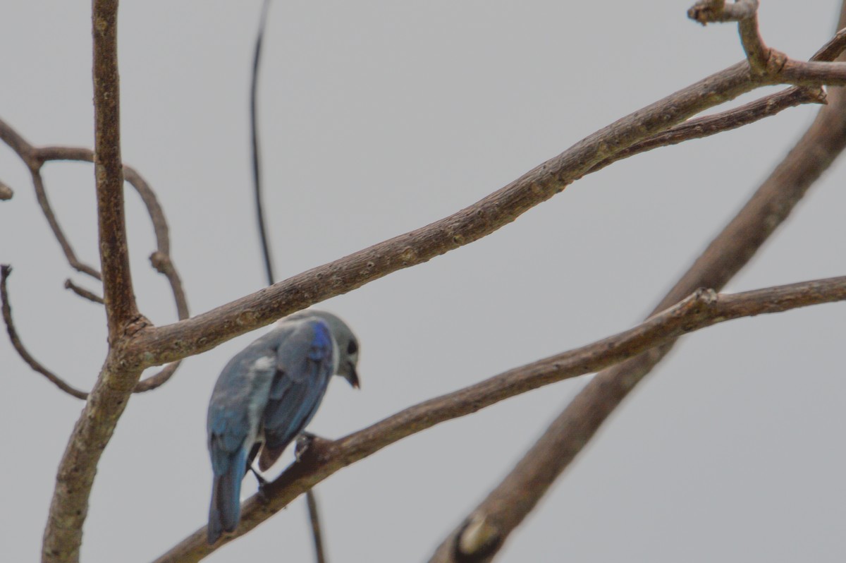 Blue-gray Tanager - ML639781054
