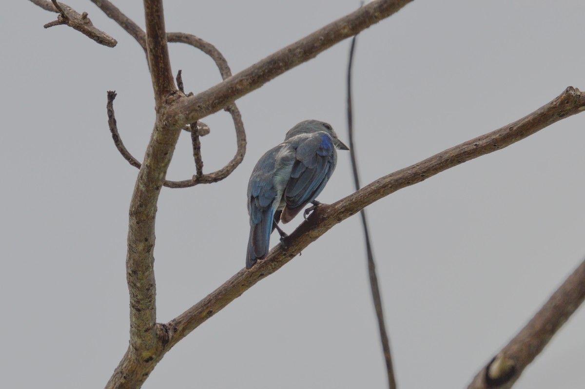 Blue-gray Tanager - ML639781055