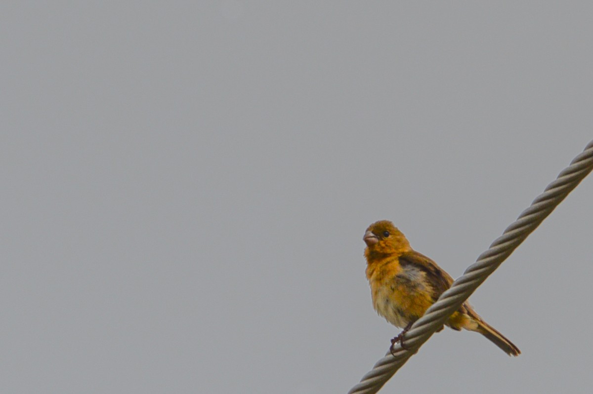 Morelet's Seedeater - ML639781076