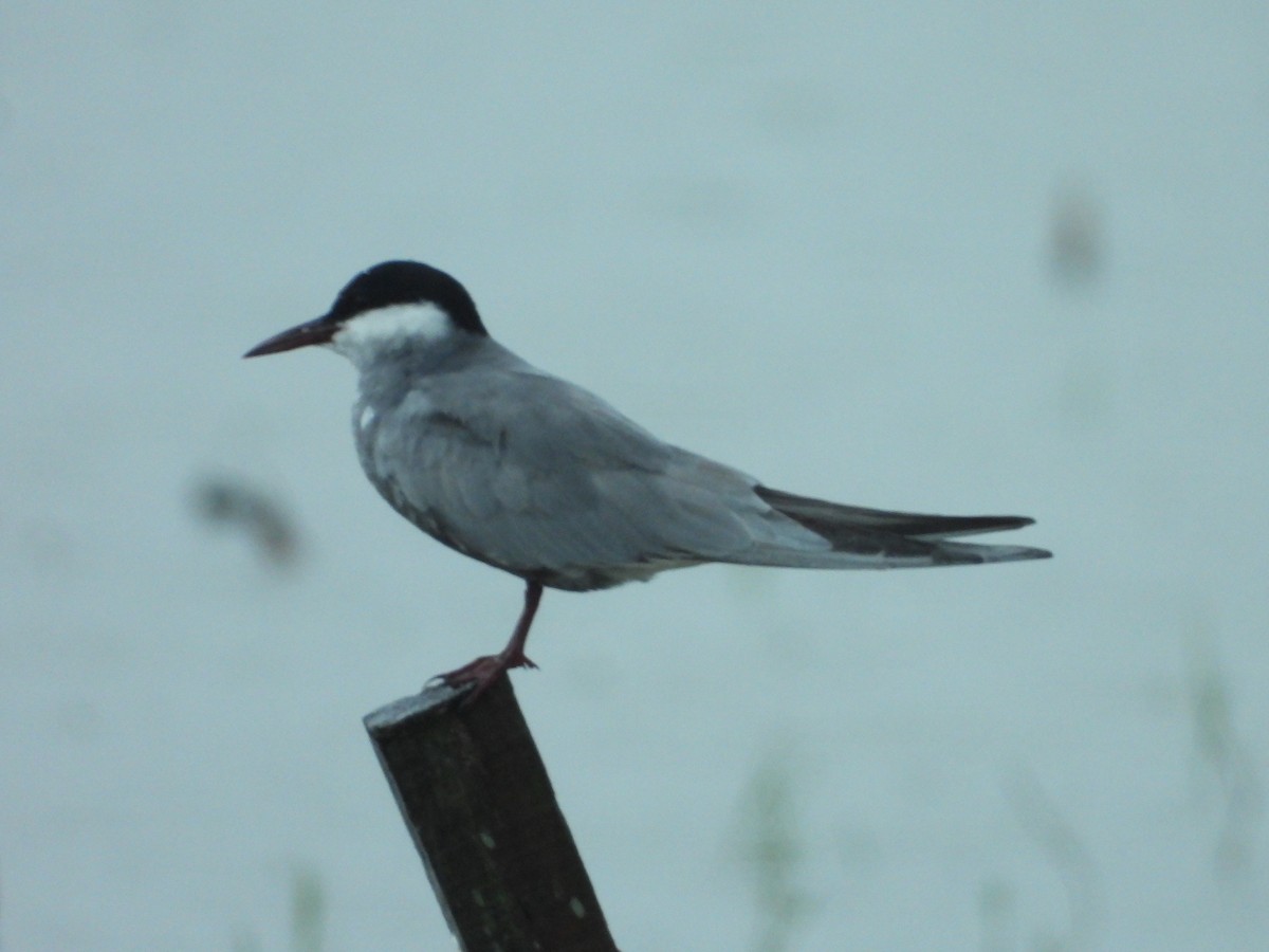 Whiskered Tern - ML639781141