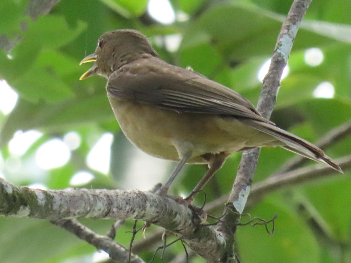 Clay-colored Thrush - ML639781174