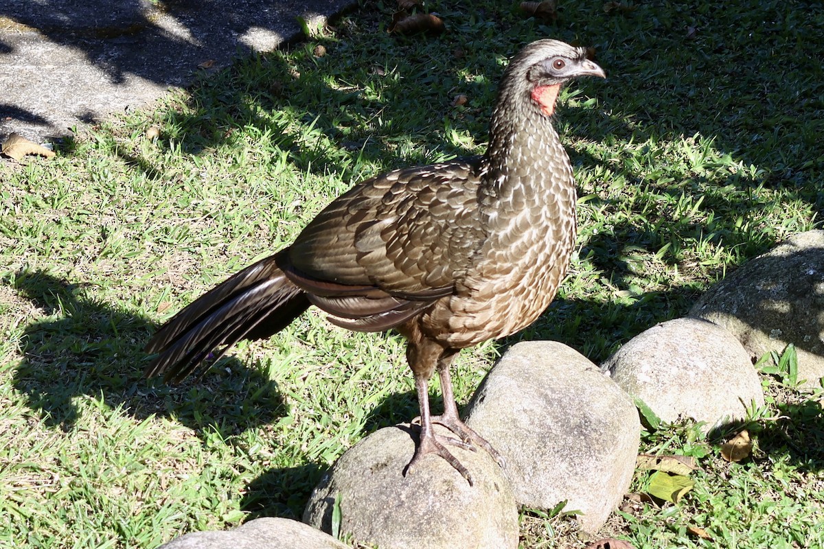 Dusky-legged Guan - ML639781177