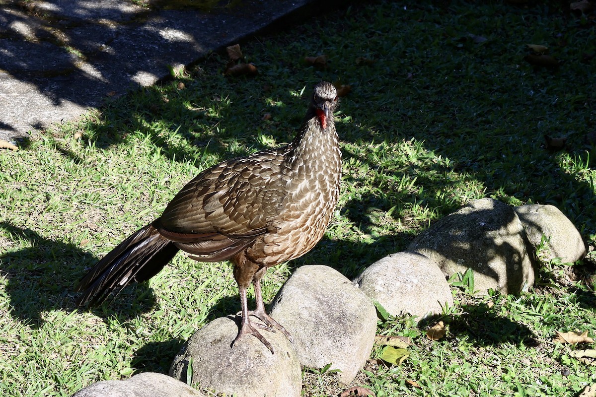 Dusky-legged Guan - ML639781178