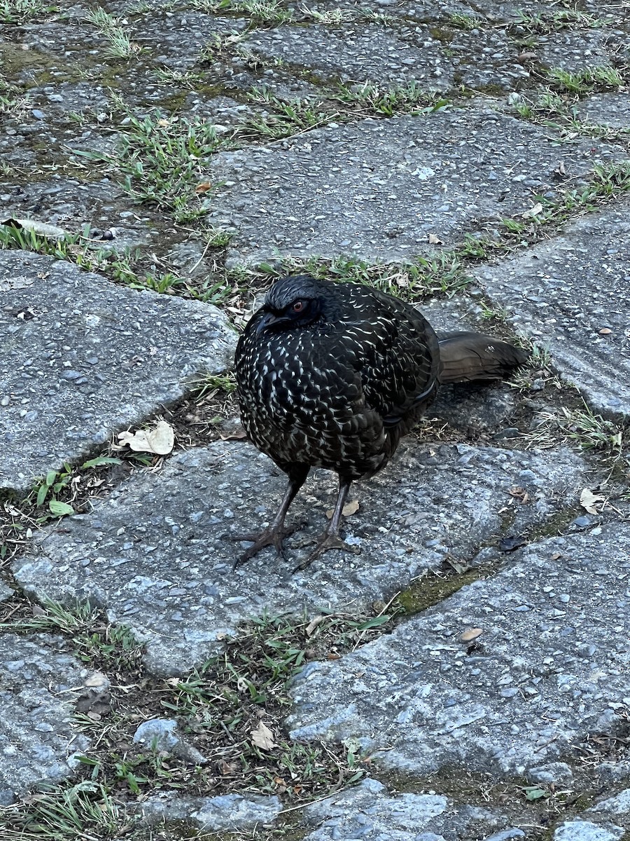 Dusky-legged Guan - ML639781179